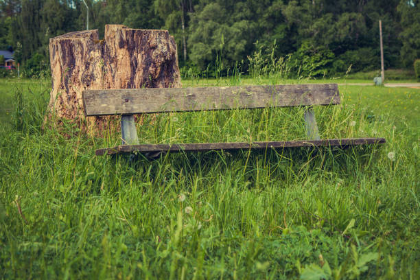 A wooden bench in the meadow is a good way to relax and unwind