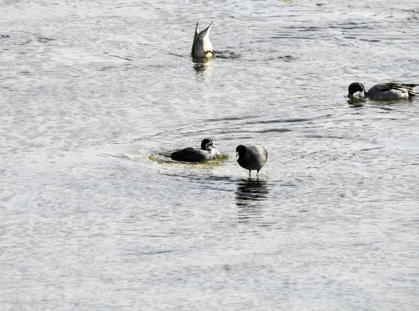 istock The common coot takes a bath. 2165367763