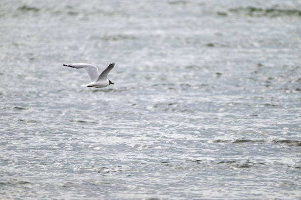 Lachmöwe, larus ridibundus, fliegt über der Ostsee