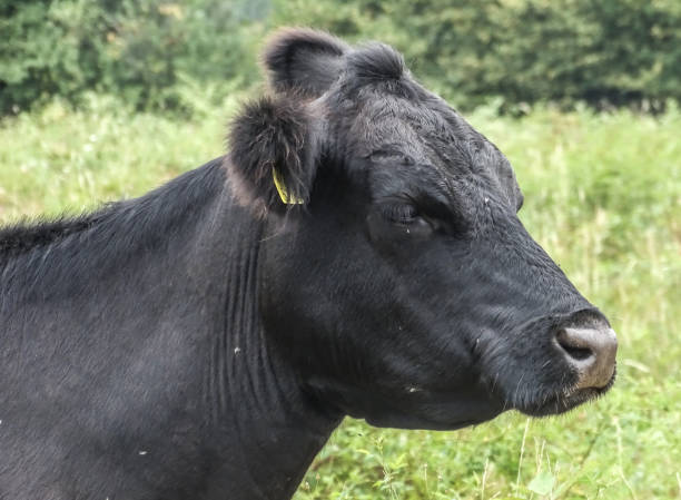 istock A black angus cow sits on the ground 2165370172