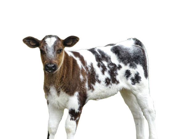 istock Cow calf isolated on white background 2165370266