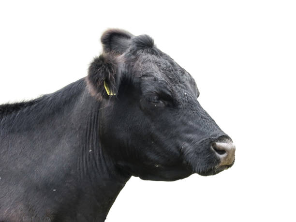 istock Black angus cow isolated on white background 2165370299