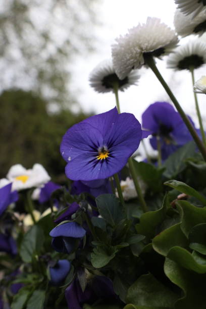 a purple viola flower with some white flowers around