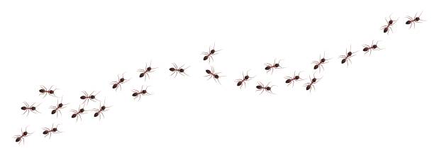 mravenčí stezka chodící v kolonii v černé a hnědé barvě - mravenec stock ilustrace