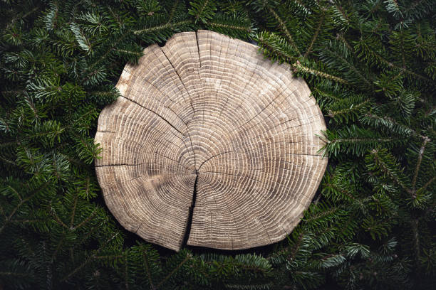 Christmas or New Year background with a fresh green fir tree branches and wooden plate carved from old tree trunk