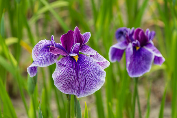 istock Elegant Purple Iris Flowers 2165374631
