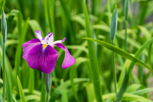This photograph captures a cluster of yellow iris flowers in full bloom amidst a lush green garden. The bright yellow petals stand out against the verdant background, showcasing the vibrant colors and delicate structure of the irises. This image reflects the essence of springtime and the natural beauty found in well-tended gardens.