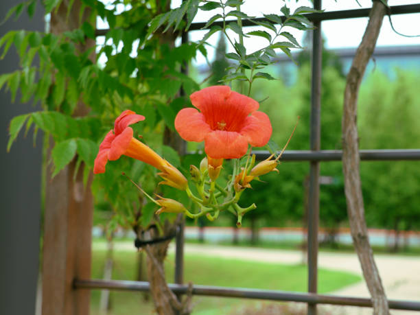 Red Campsis flowers on a background of green leaves
