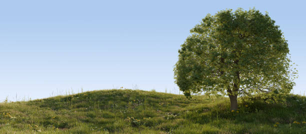 Solitary Tree on Grassy Hill Under Clear Blue Sky. 3D rendering. stock photo