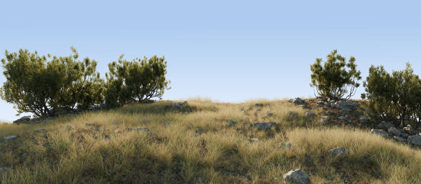 Serene Hilltop with Green Shrubs and Blue Sky. 3D rendering. stock photo
