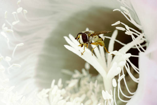 A close-up shot of a beautiful huge cactus flower with bee inside of it