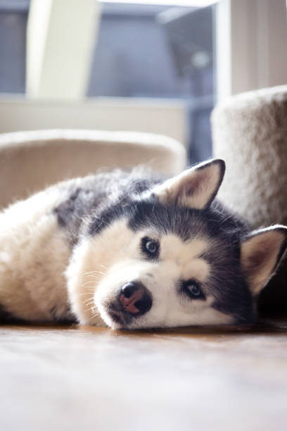 Beautiful husky dog is lying on floor in living room at home.