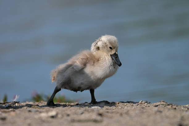 Color photo of Cygnet