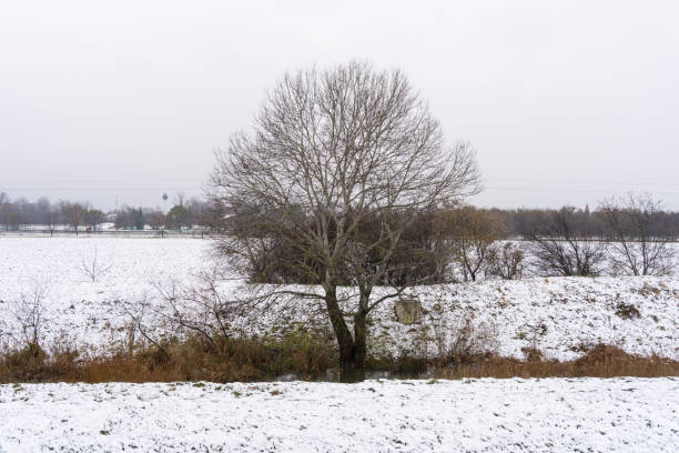 istock Leafless white poplar tree on snowy stream bank in winter 2165379007