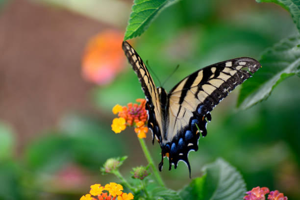 istock Swallowtail Butterfly at garden 2165379541