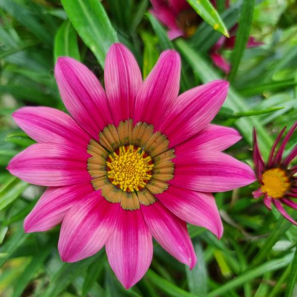istock Radiant Pink Blossom in Full Bloom 2165380199