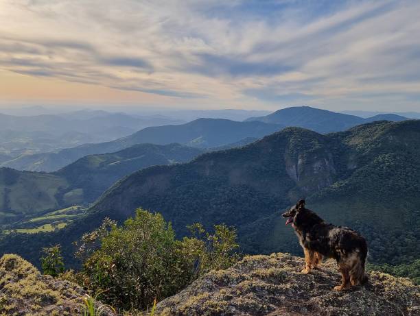 istock Canine Explorer at Sunrise Overlook 2165380237
