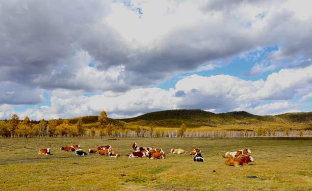 istock A group of cows resting on the grassland 2165380521