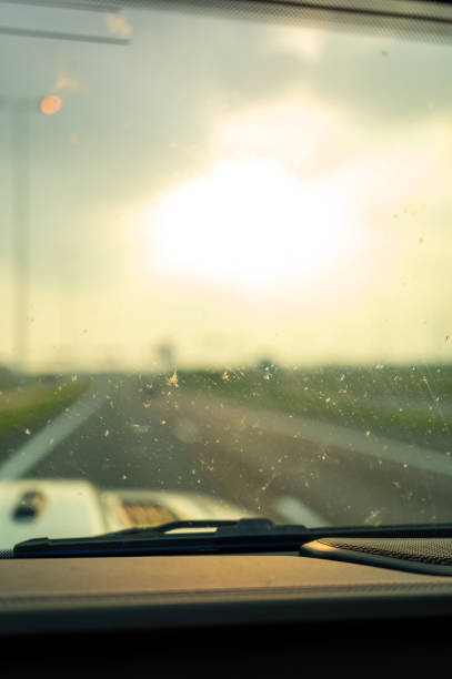 istock road flies stuck to the glass 2165381604