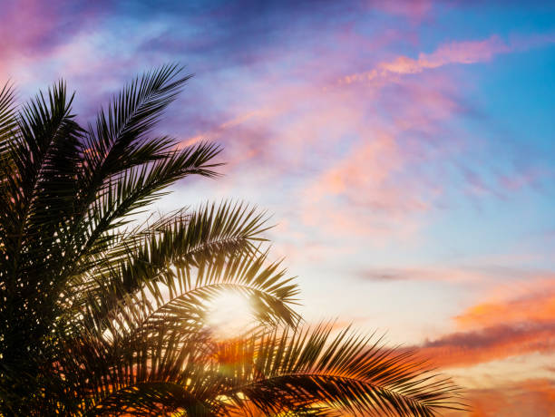 Palm tree silhouettes against a colorful sky