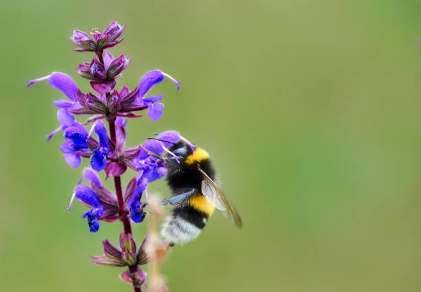 istock Bumblebee in purple flower 2165383250