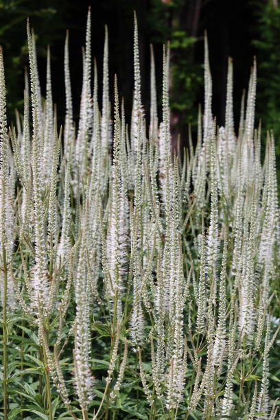 istock White veronicastrum virginicum or Culver's root flowers in a garden 2165383265