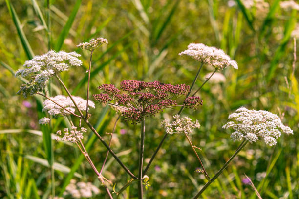 Beautiful Wild Angelica Growing In The Wetland