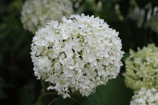 istock Close up of a large white hydrangea flower 2165385466