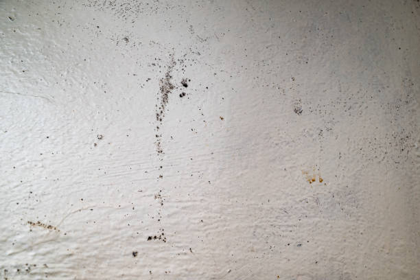 istock Big wet black mold and cracks a on the wall 2165386004
