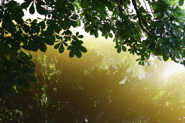 Horse chestnut leaves overhanging a river