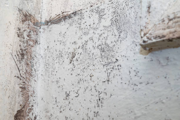 istock Big wet black mold and cracks a on the wall 2165386101
