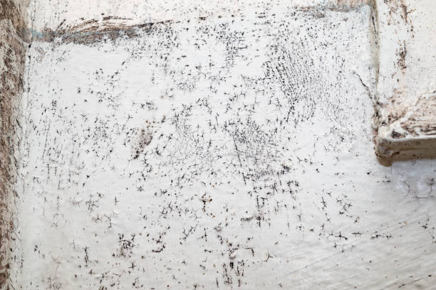 istock Big wet black mold and cracks a on the wall 2165386156