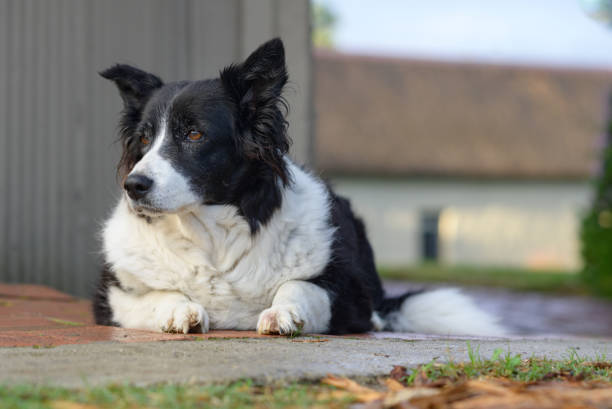 istock Older Border Collie dog on watch resting looking away 2165387358