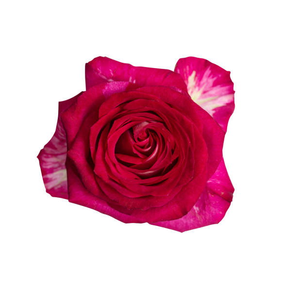 istock Red rose top view. Beautiful single light flower isolated on white background. Natural object for design to Valentines Day, mother Day, anniversary, wedding 2165387506