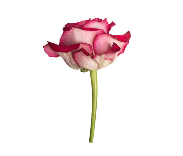 istock Red rose top view. Beautiful single light flower on stem isolated on white background. Natural object for design to Valentines Day, mother Day, anniversary, wedding 2165387514
