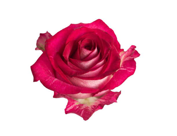 istock Red rose top view. Beautiful single light flower isolated on white background. Natural object for design to Valentines Day, mother Day, anniversary, wedding 2165387520