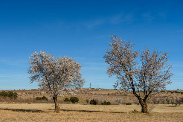 Almond trees showcasing white blossoms under a bright blue sky, highlighting the arrival of spring in the countryside