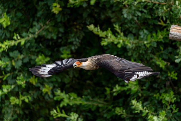 photo caracara en plein vol