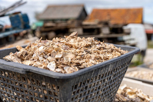 istock Oyster shell basket for recycling 2165391216