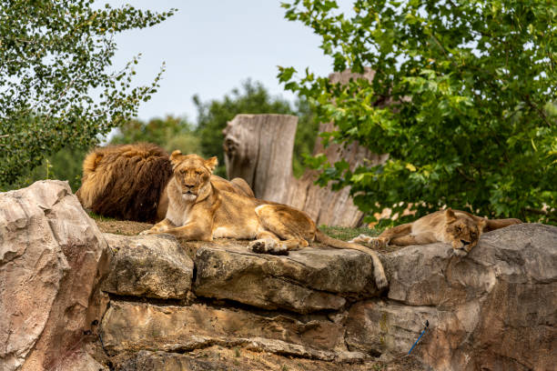 istock Group of 2 lionesses sitting in the shade 2165391326