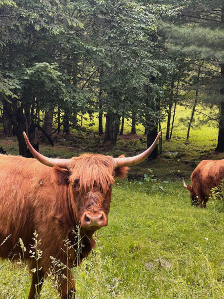 istock Cow in a field 2165391510