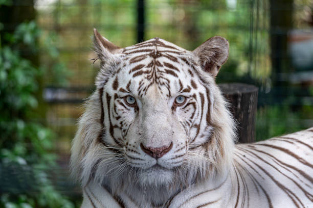 Profile portrait of a white tiger