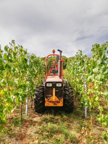 istock Grape harvesting machine working on wineyard. Little orange old tractor between grape lines 2165393429