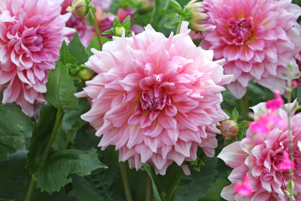 istock Pink dinner plate dahlia Ottos Thrill in flower. 2165393492