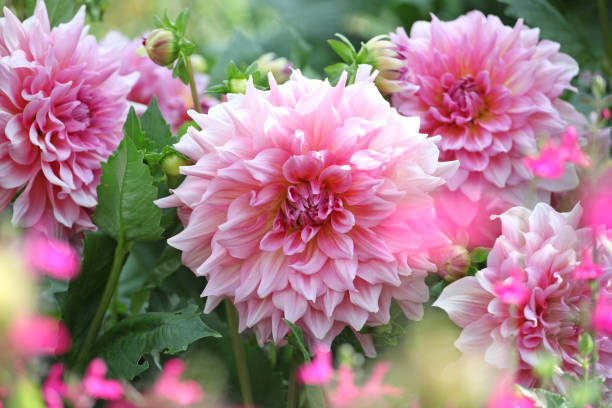 istock Pink dinner plate dahlia Ottos Thrill in flower. 2165393565