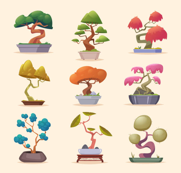 Bonsai tree. Asian decorative garden tree exact vector authentic plants for interior cartoon botanical illustrations set Bonsai tree. Asian decorative garden tree exact vector authentic plants for interior cartoon botanical illustrations set authors graphics bonsai tree stock illustrations