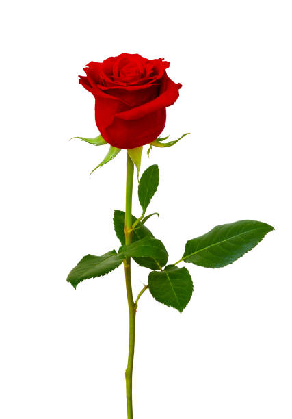 istock Single beautiful red rose isolated on white background. 2165396432