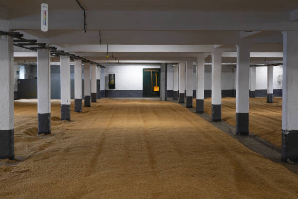istock Barley grains left for germination on a malting floor in a Scottish whisky distillery. 2165396450