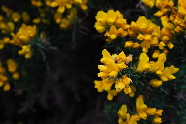 Flowering Ulex plant in a Scottish landscape.