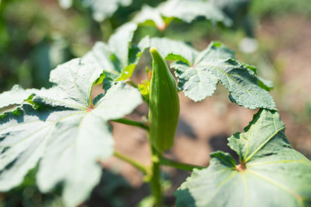 Okra fruit among green leaves in garden.